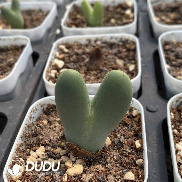 Conophytum Bilobum Hybrids - Image 1