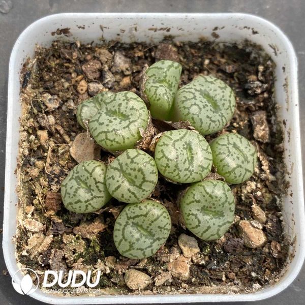 1756131847-1753162928-e201.jpg Conophytum Obcordellum Hybrids Clustering - Image 1