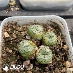 Conophytum Obcordellum Hybrids Clustering - Image 2