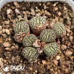 Conophytum Obcordellum Hybrids Clustering