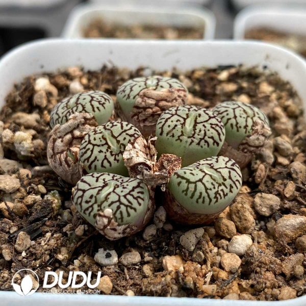 1756131858-1753162949-e202.jpg Conophytum Obcordellum Hybrids Clustering - Image 2