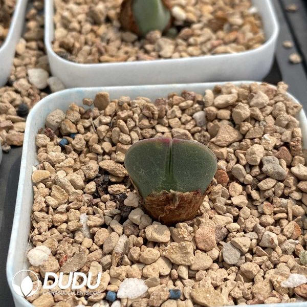 Conophytum Regale - Image 1