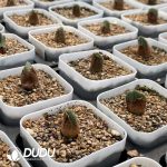 Conophytum Regale - Image 2