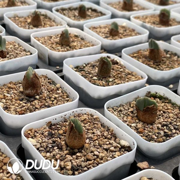 Conophytum Regale - Image 2