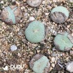 Conophytum Stevens-Jonesianum Rieifontein