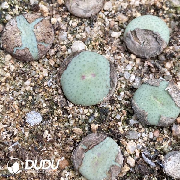 Conophytum Stevens-Jonesianum Rieifontein - Image 1