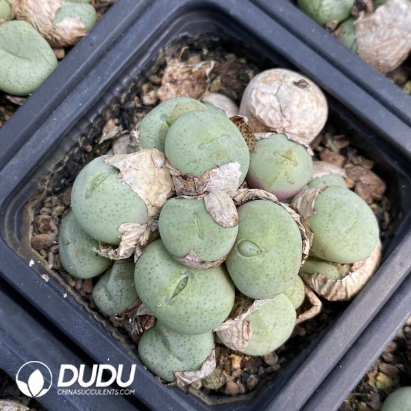 1756131866-1753162970-e201.jpg Conophytum Obcordellum Hybrids Big Clustering - Image 1