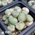Conophytum Obcordellum Hybrids Big Clustering - Image 2
