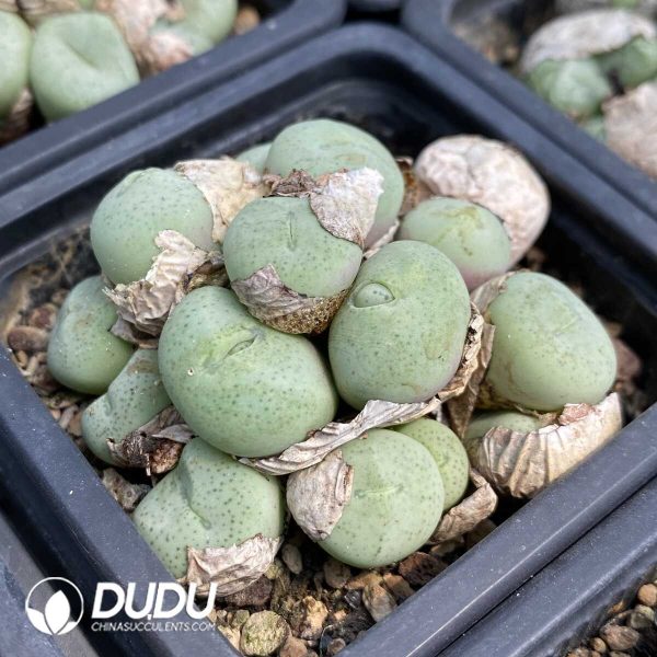 1756131867-1753162973-e202.jpg Conophytum Obcordellum Hybrids Big Clustering - Image 2