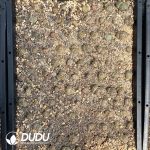 Lithops Dorotheae - Image 2