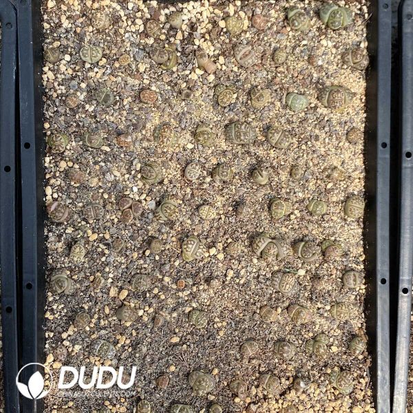 Lithops Dorotheae - Image 2