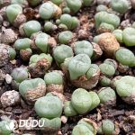 Conophytum Ficiforme Monkey Face