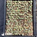 Conophytum Ficiforme Monkey Face - Image 2