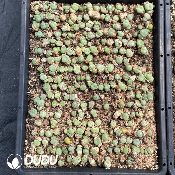 1756131875-1753162986-e202.jpg Conophytum Ficiforme Monkey Face - Image 2