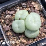 Conophytum Wettsteinii (5 Heads Cluster)