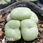 Conophytum Wettsteinii (5 Heads Cluster) - Image 2