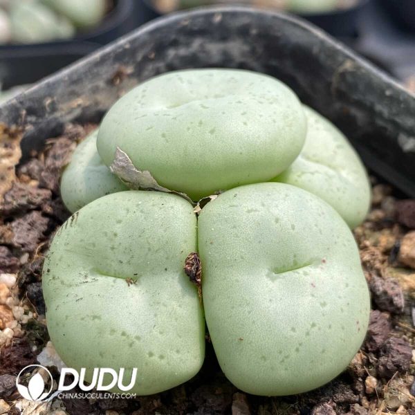 1756131877-1753162991-e202.jpg Conophytum Wettsteinii (5 Heads Cluster) - Image 2