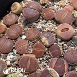 Lithops Small Size Mixed