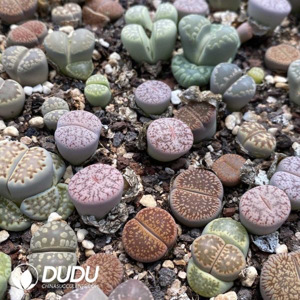 1756131880-1753162996-e202.jpg Lithops Small Size Mixed - Image 2