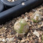 Conophytum Burgeri