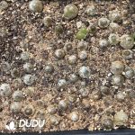 Conophytum Burgeri - Image 2