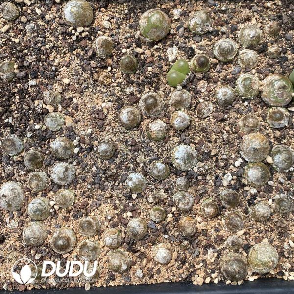 1756131883-1753163043-e202.jpg Conophytum Burgeri - Image 2