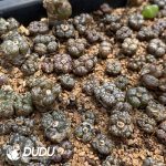 Conophytum Pellucidum Var Terricolor