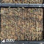 Conophytum Pellucidum Var Terricolor - Image 2