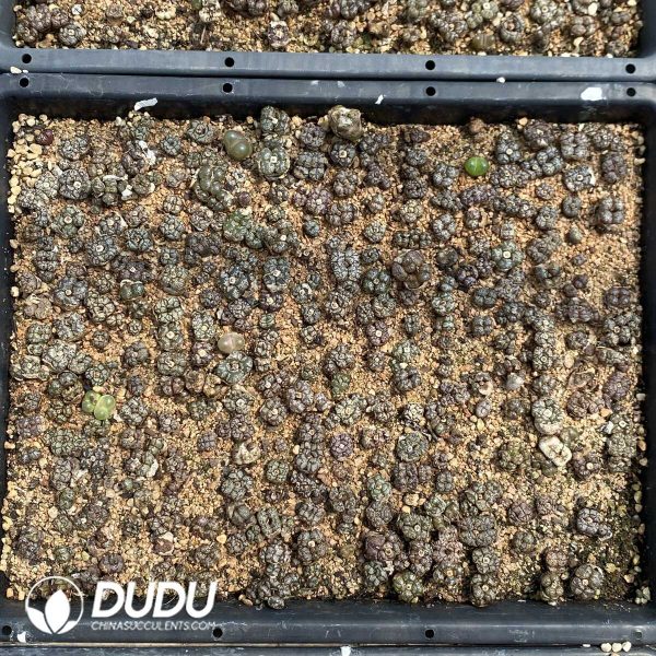 1756131886-1753163048-e202.jpg Conophytum Pellucidum Var Terricolor - Image 2