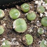 Conophytum Pillansii