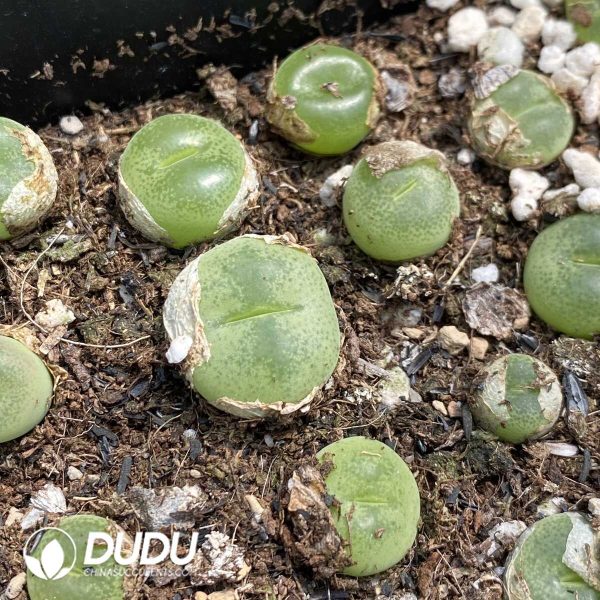 1756131888-1753163050-e201.jpg Conophytum Pillansii - Image 1