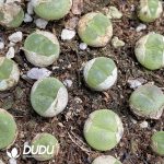Conophytum Pillansii - Image 2