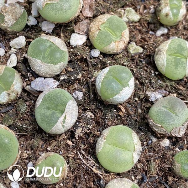 1756131889-1753163053-e202.jpg Conophytum Pillansii - Image 2