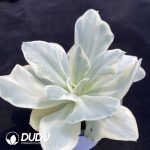 Echeveria Japan Moon River Variegated - Image 2