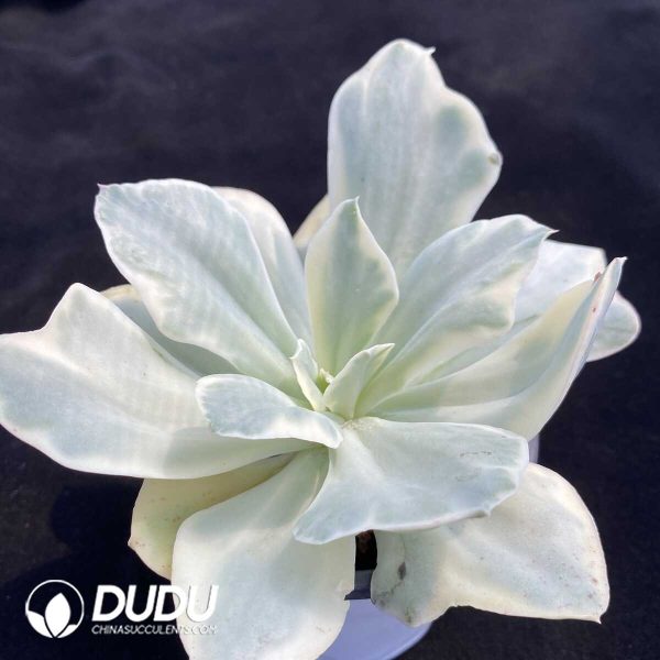 1756131892-1753163058-e202.jpg Echeveria Japan Moon River Variegated - Image 2