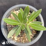 Pachypodium Gracilius