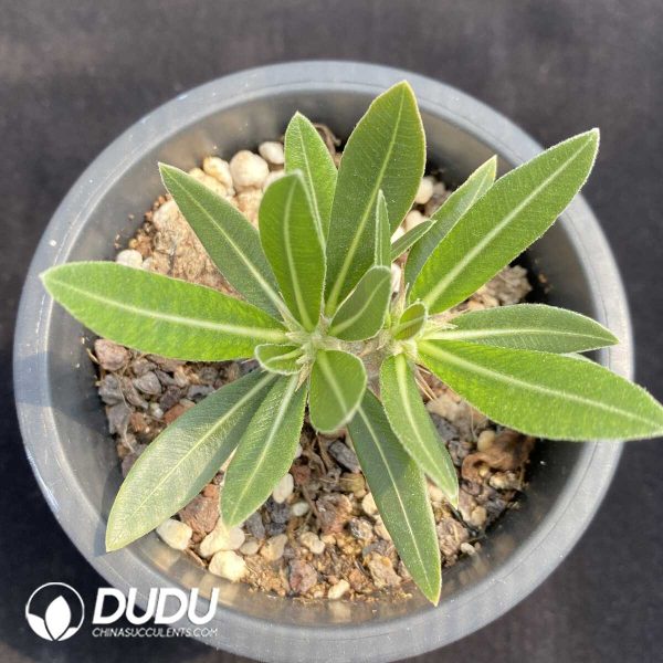 1756131894-1753163062-e201.jpg Pachypodium Gracilius - Image 1