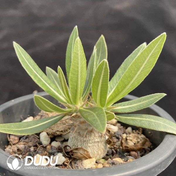 1756131896-1753163064-e202.jpg Pachypodium Gracilius - Image 2