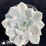 Echeveria Runyonii Variegated