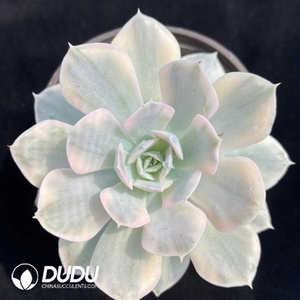 Echeveria Runyonii Variegated - Image 1