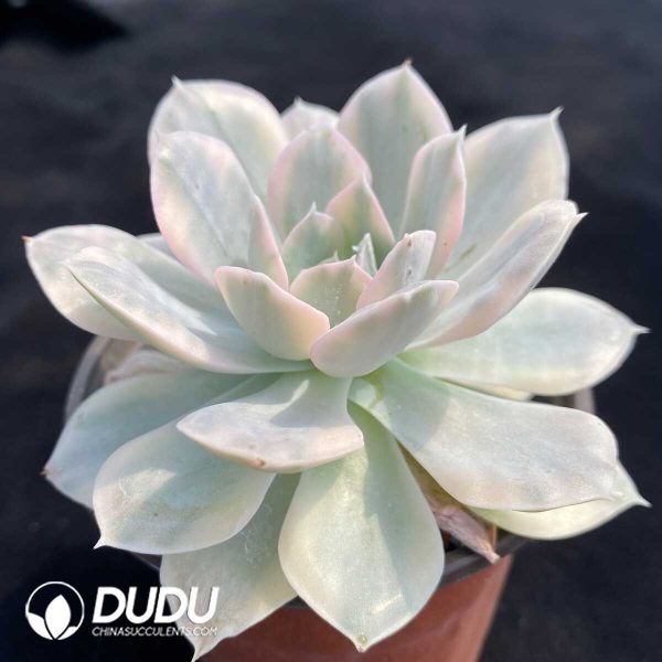 Echeveria Runyonii Variegated - Image 2