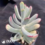 Cotyledon Orbiculata. Variegated