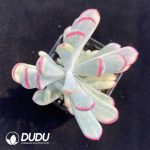 Cotyledon Orbiculata. Variegated - Image 2