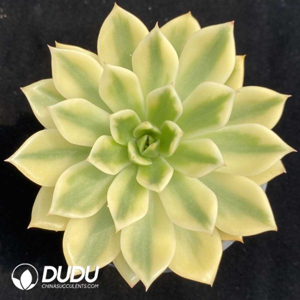 Echeveria Golden Jubilee - Image 1