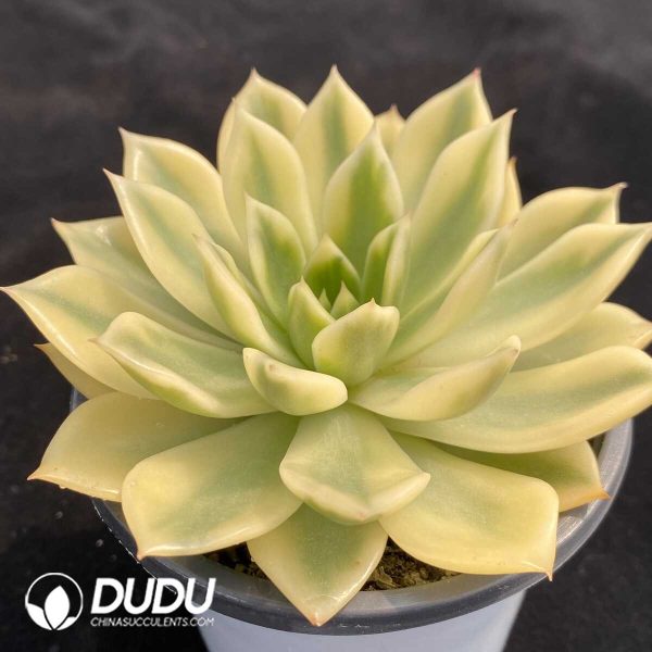Echeveria Golden Jubilee - Image 2