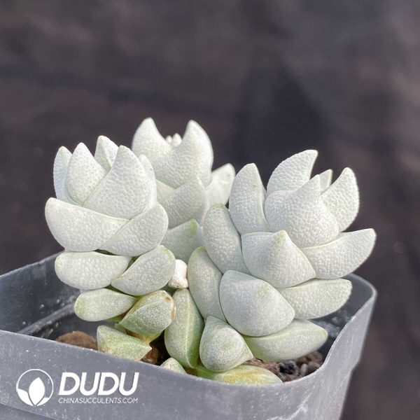 Crassula Deceptor - Image 1