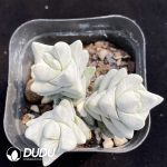 Crassula Deceptor - Image 2