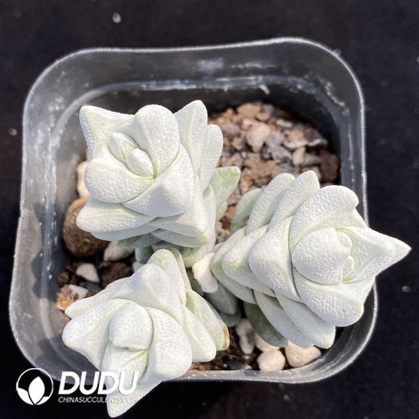 Crassula Deceptor - Image 2
