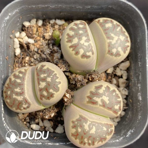 1756131911-1753163089-e201.jpg Lithops Dorotheae Cluster - Image 1