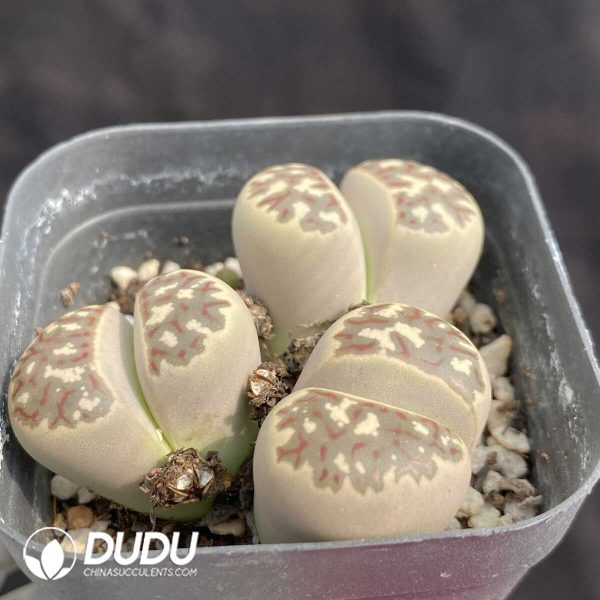 1756131913-1753163092-e202.jpg Lithops Dorotheae Cluster - Image 2